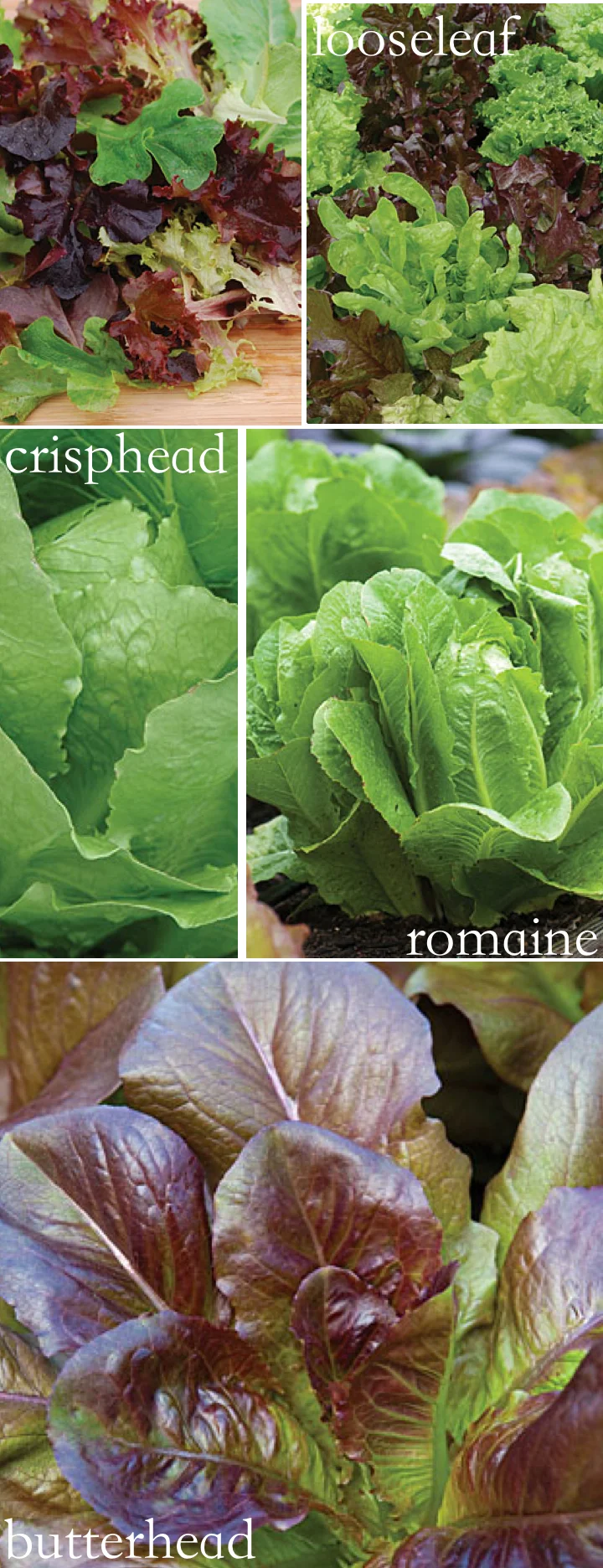 lettuce-georgehirsch.jpg