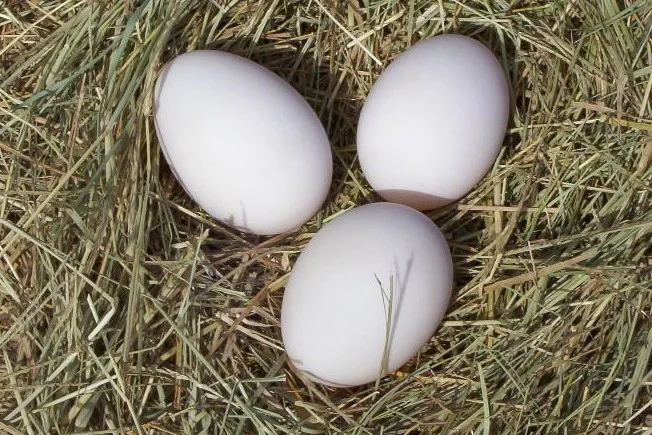 eggs-fresh.jpg