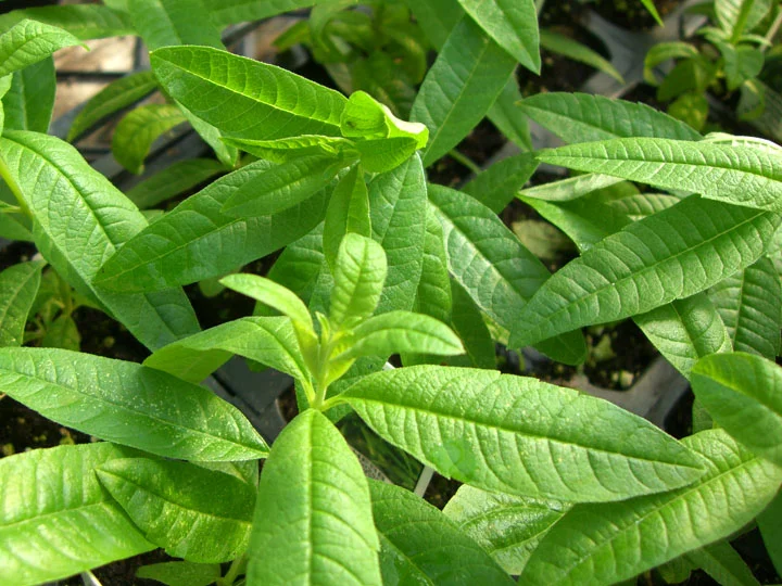 Verbena.jpg