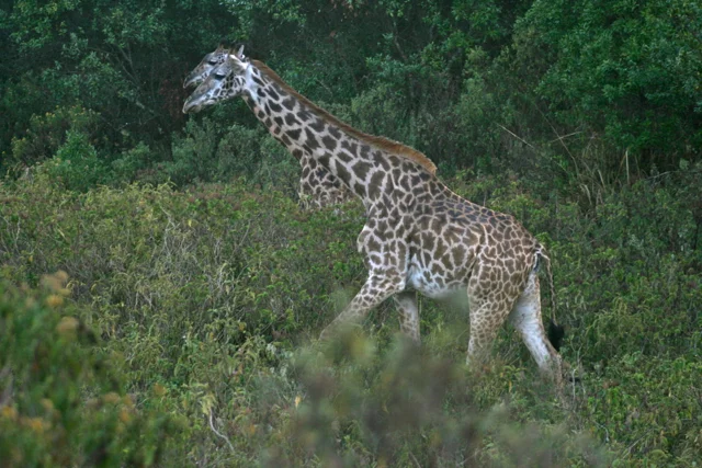 Tanzania 3.jpg