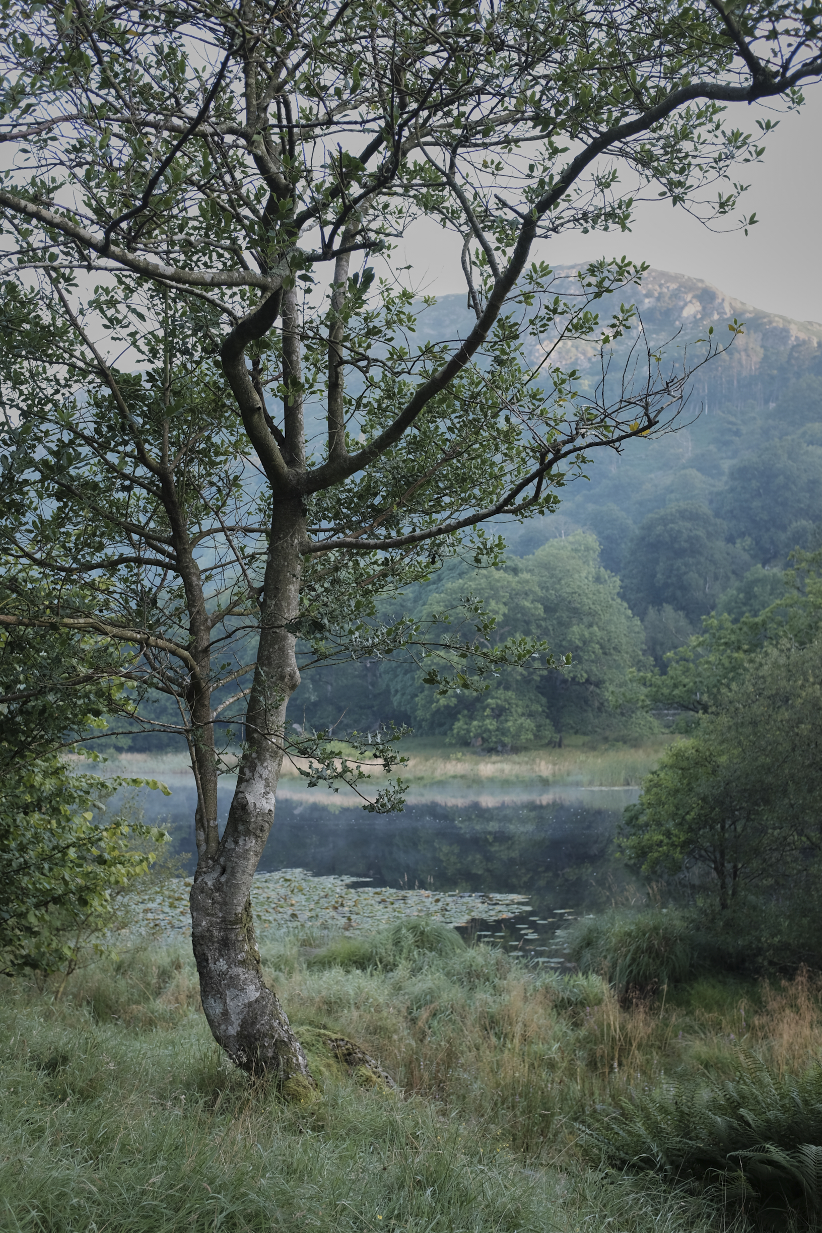 Rydal Water at sunrise on a late summer morning. Click the image for a better view.