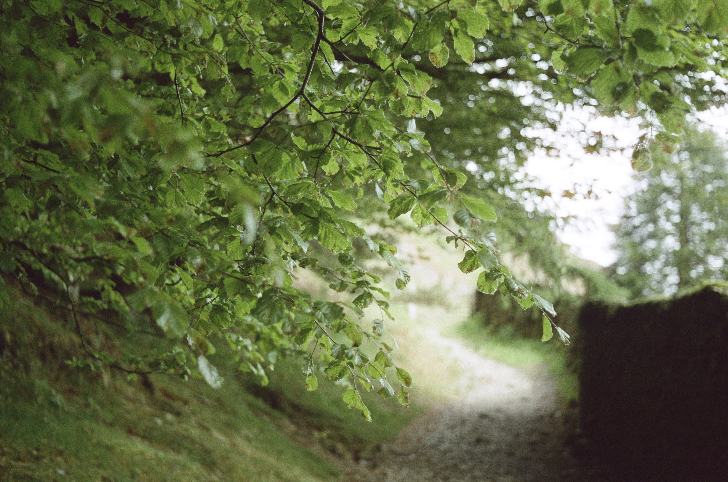 A beech tree in Spring 2017.
