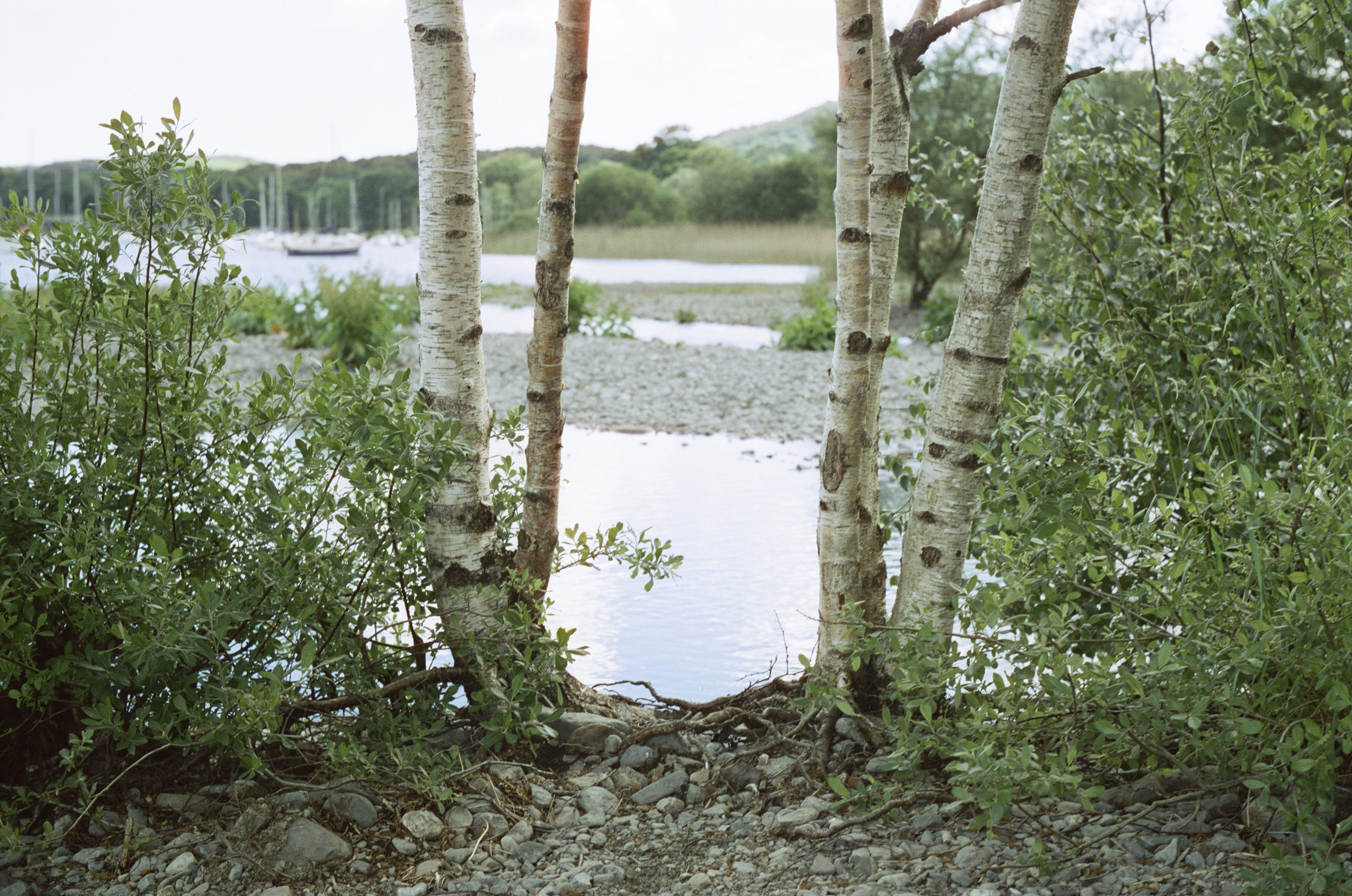 Birch trees at Coniston.