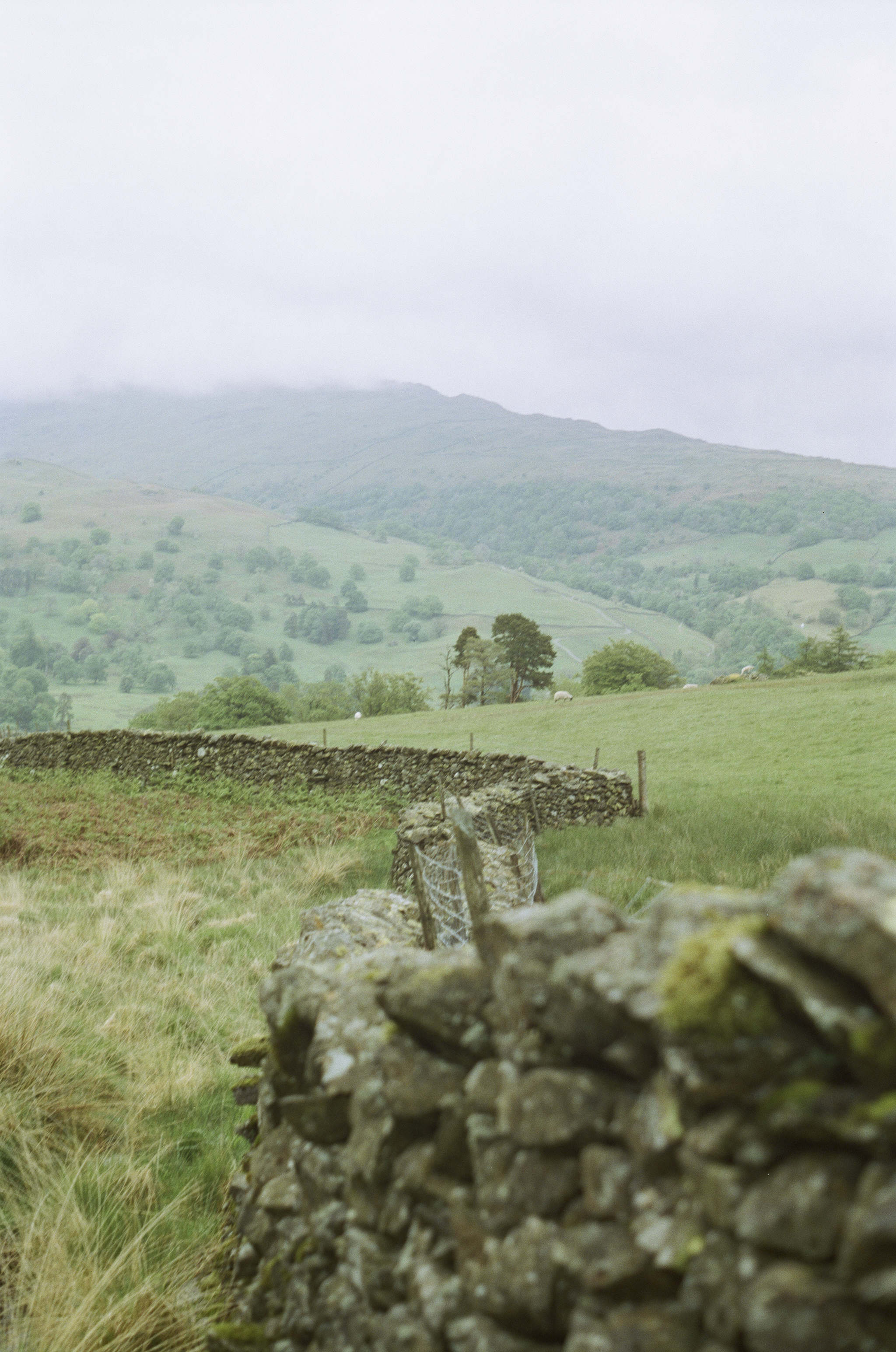 On Loughrigg Fell.