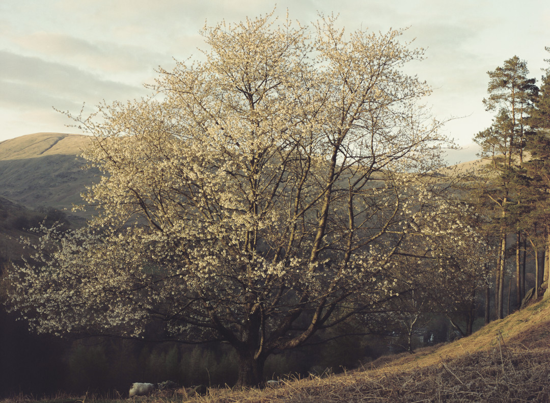 Loveliest of Trees.jpg