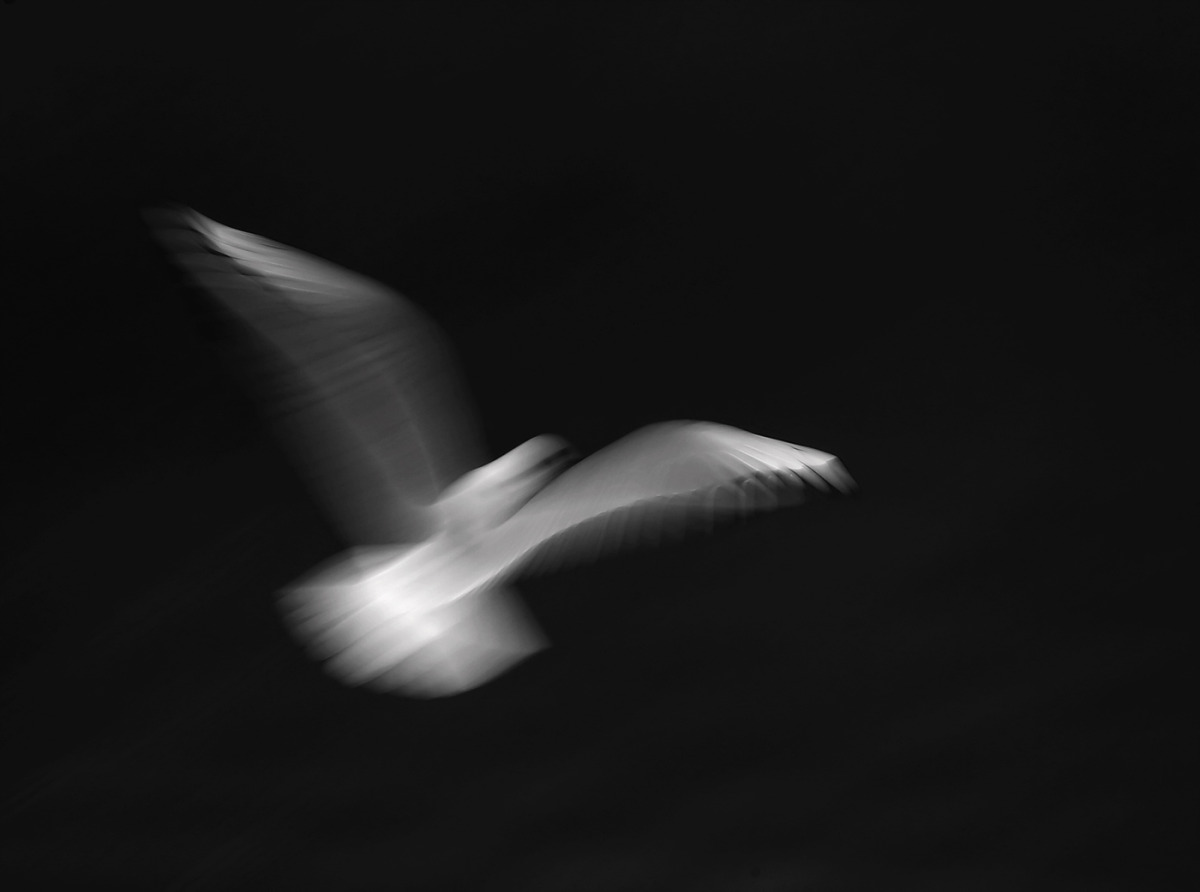 Vivienne Beck - Seagulls