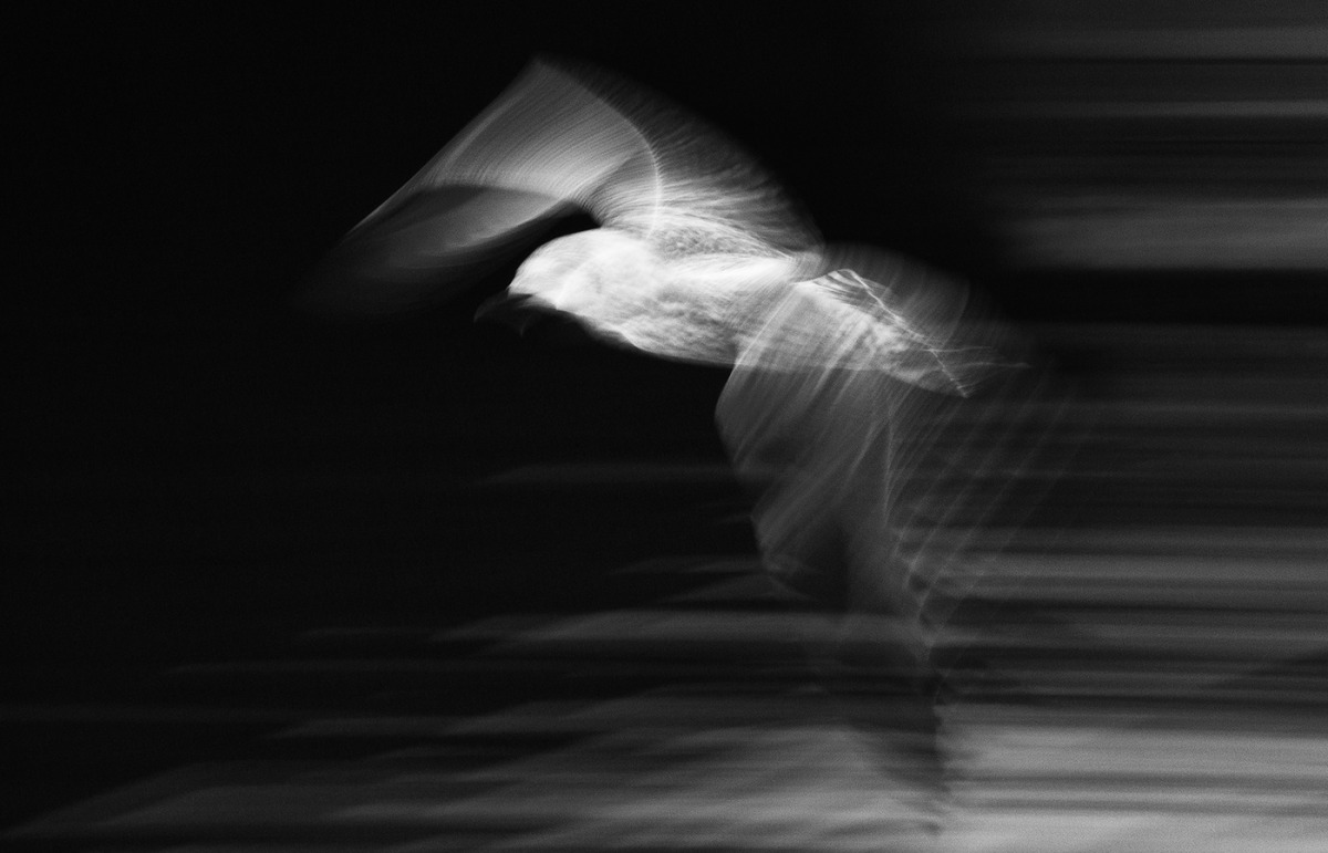 Brian Bennett - Seagull