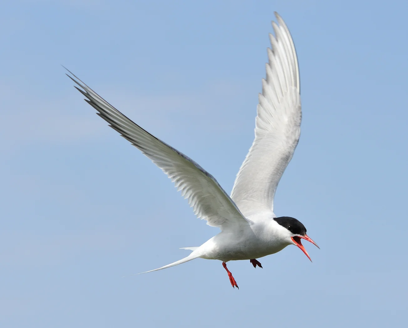 ArticTern_MartinLamb_BPIC.jpg