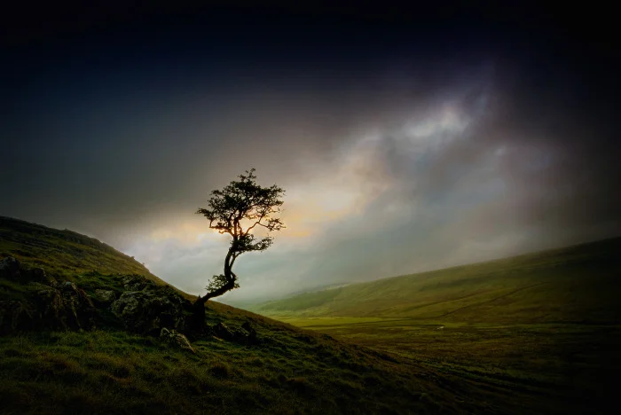 Dark Tree Best.jpg