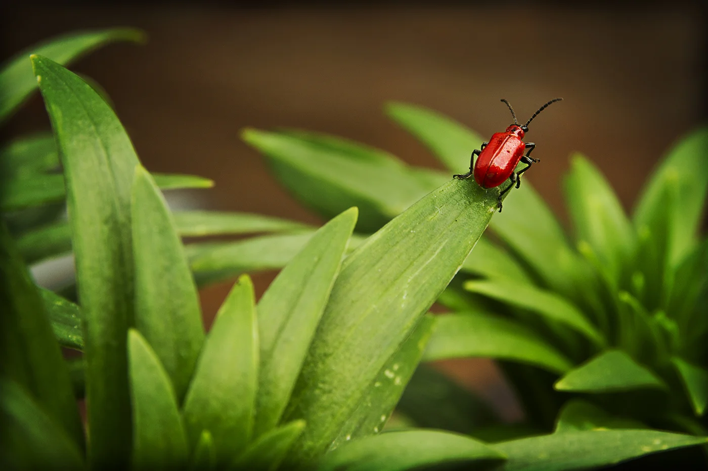 To Jump Or Not by Saravanan Appukuttan