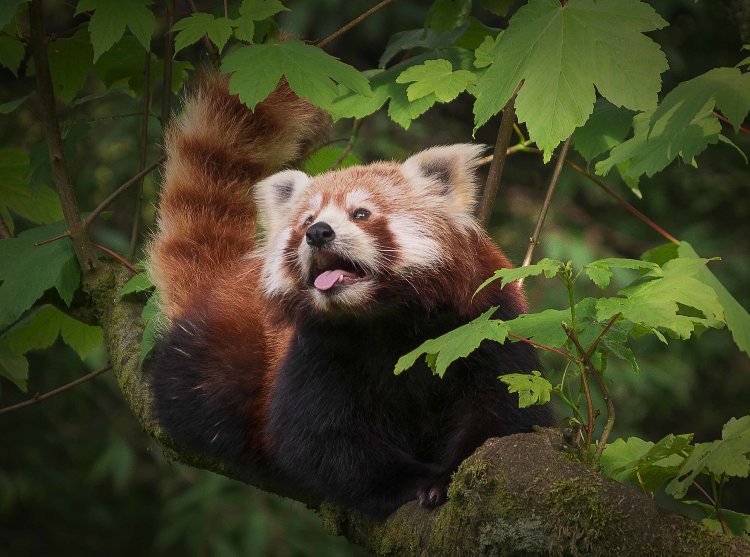 Red Panda