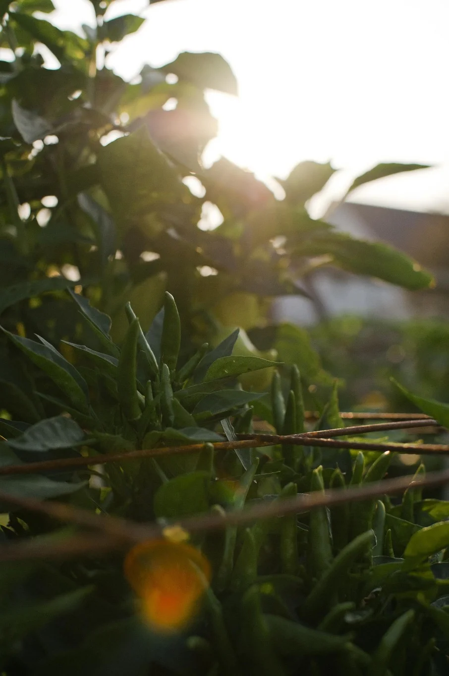 ContentImage-746-101317-farms2012300.jpg