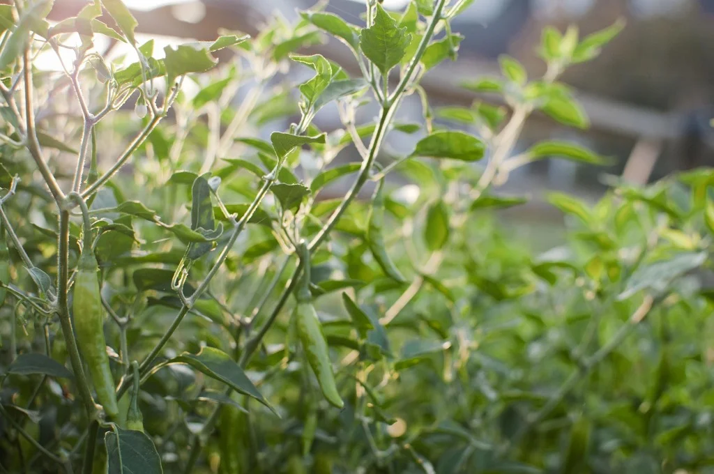 ContentImage-746-101318-farms2012270.jpg