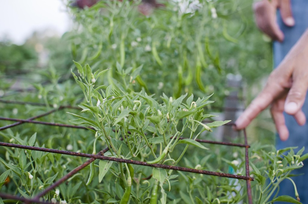 ContentImage-746-101324-farms2012255.jpg