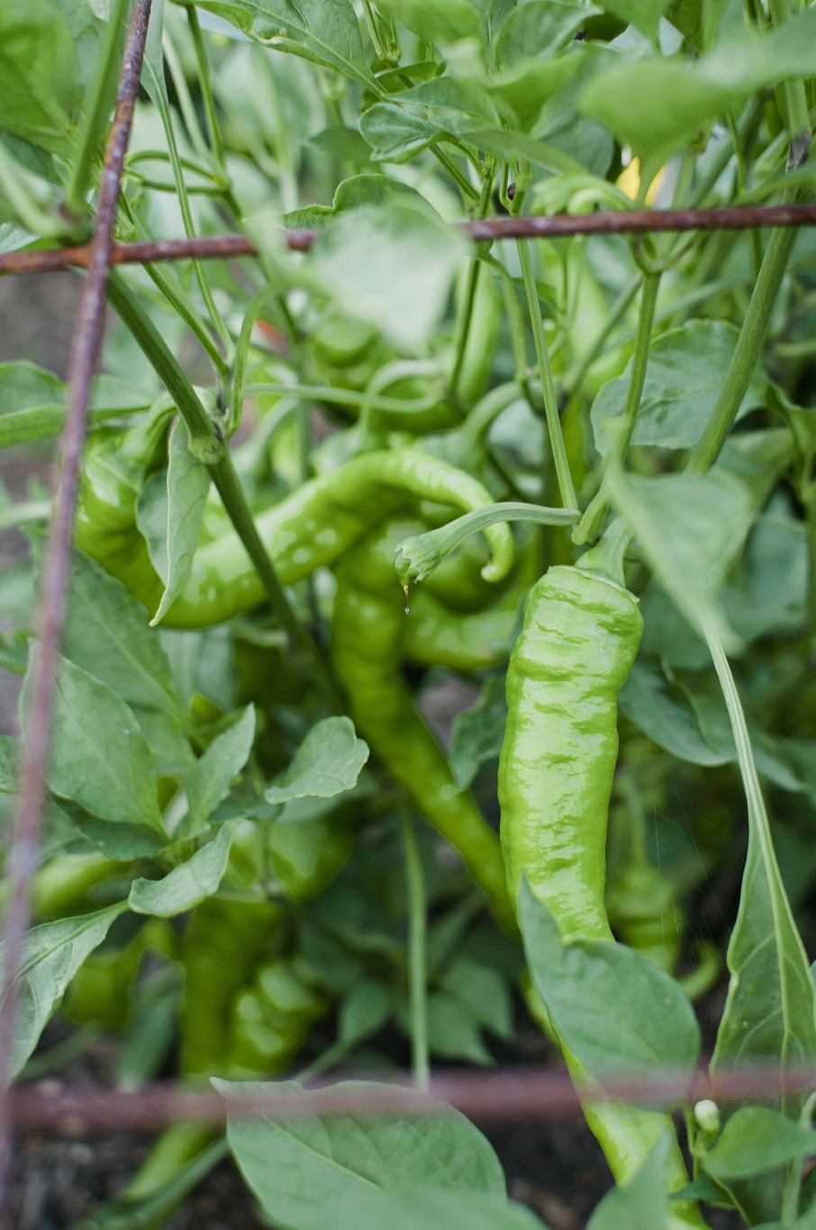 ContentImage-746-101336-farms2012258.jpg