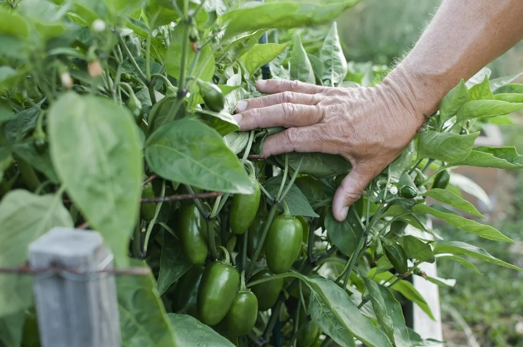 ContentImage-746-101338-farms2012317.jpg