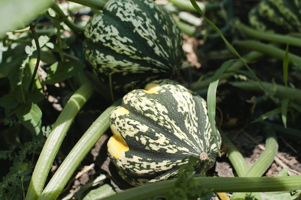 ContentImage-746-97321-farms2012185.jpg