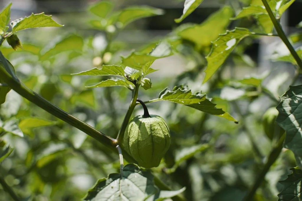 ContentImage-746-97322-farms2012180.jpg