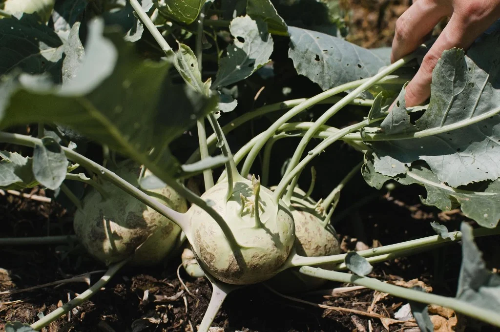 ContentImage-746-97323-farms2012174.jpg