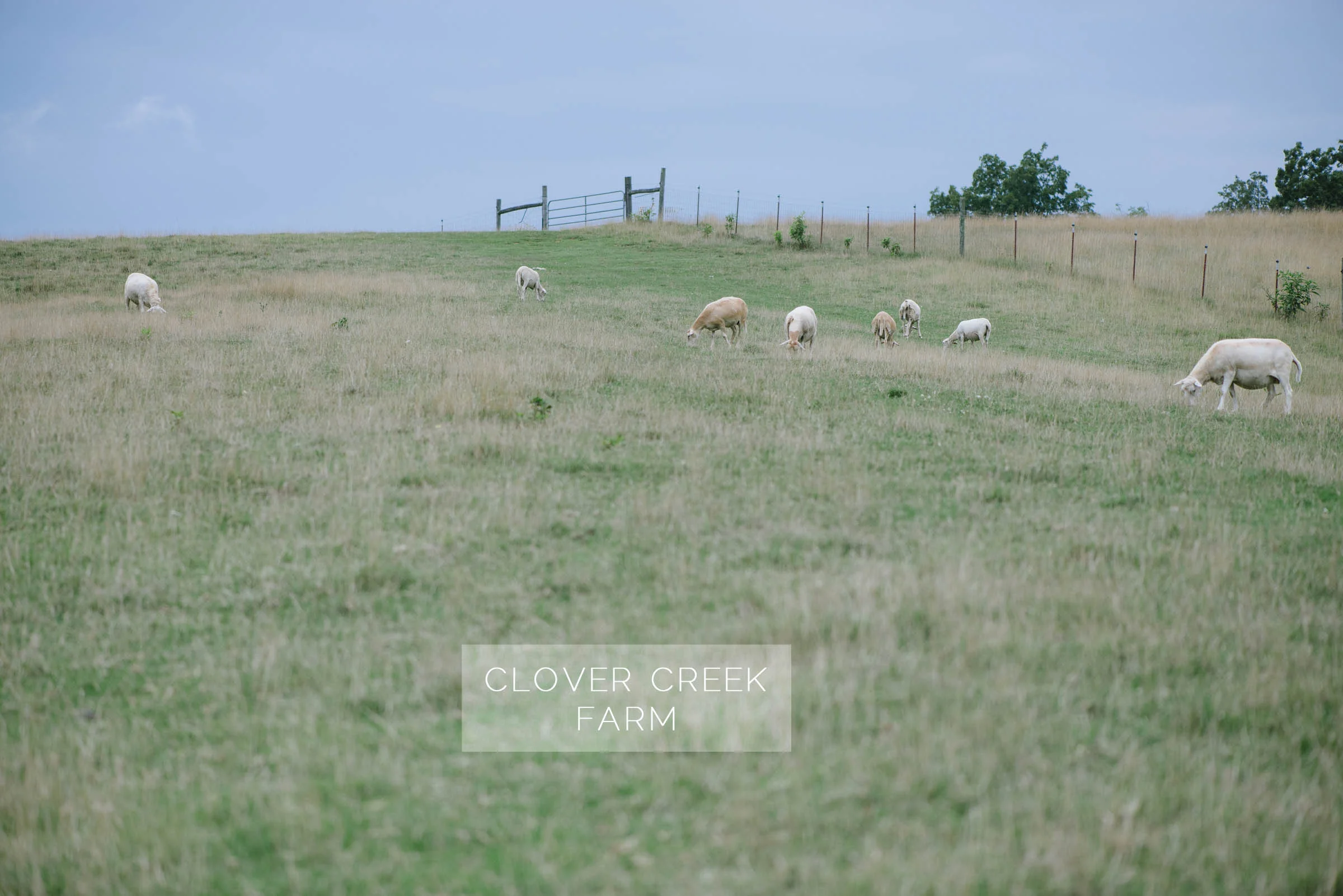 Clover Creek Farm | Farm to Table 2014