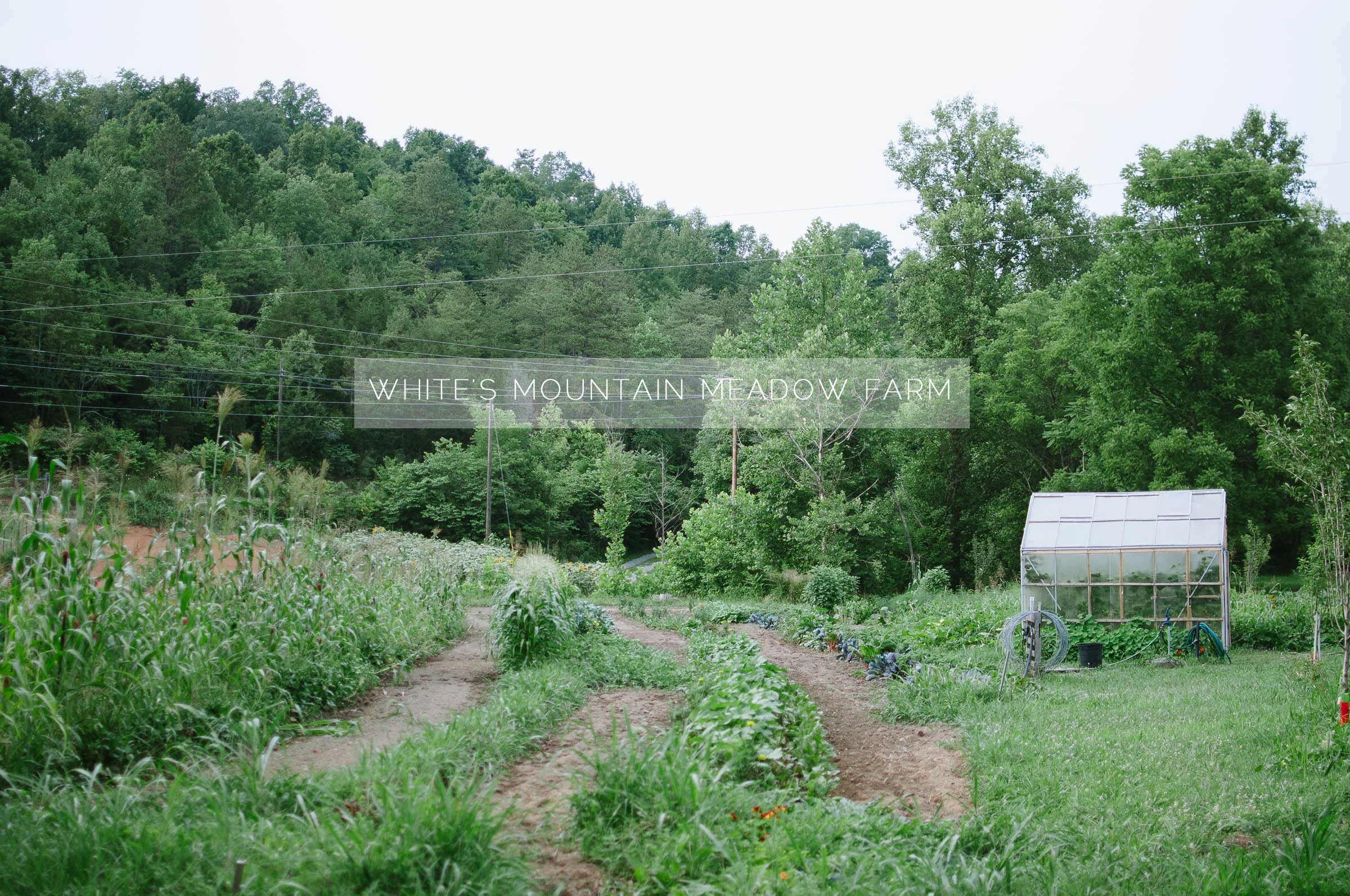 White's Mountain Meadow Farm | Farm to Table 2014