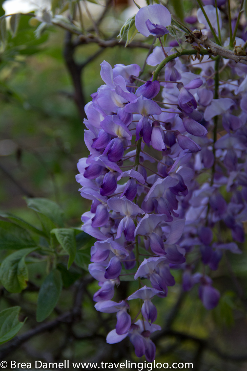 Flowers in our backyard