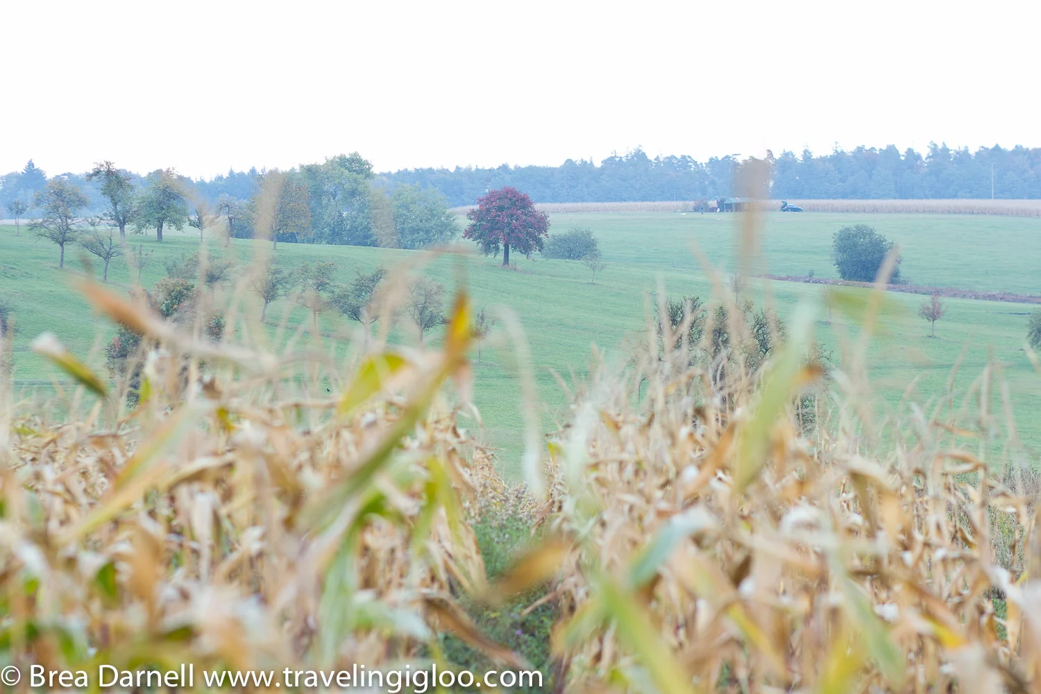 Transient