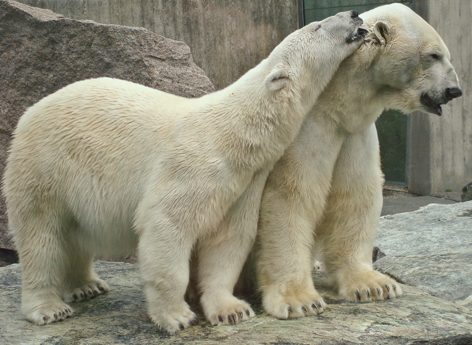 Oh look how sweet they are. Too bad they're ferocious beasts that that are waiting to eat you. I'm fairly positive this is what was waiting in the woods for us. Okay, not really, but still...