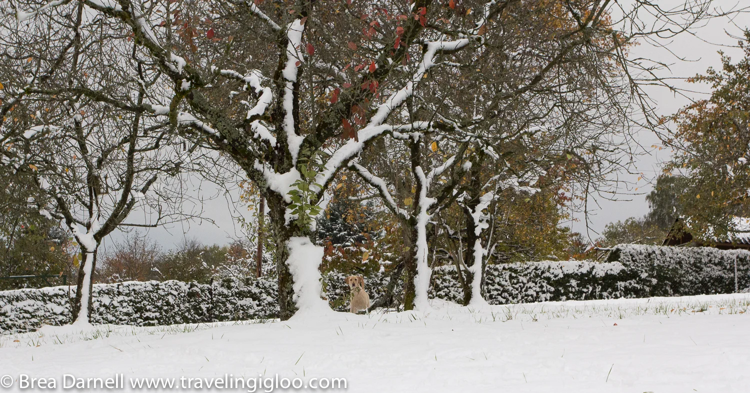 Can you spot the dog??
