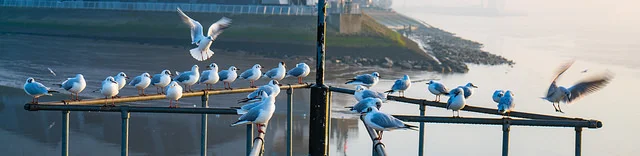 Some seagulls 