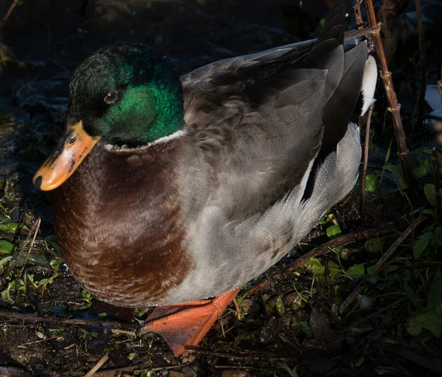 ..at least you get a nice picture of a duck thrown in...