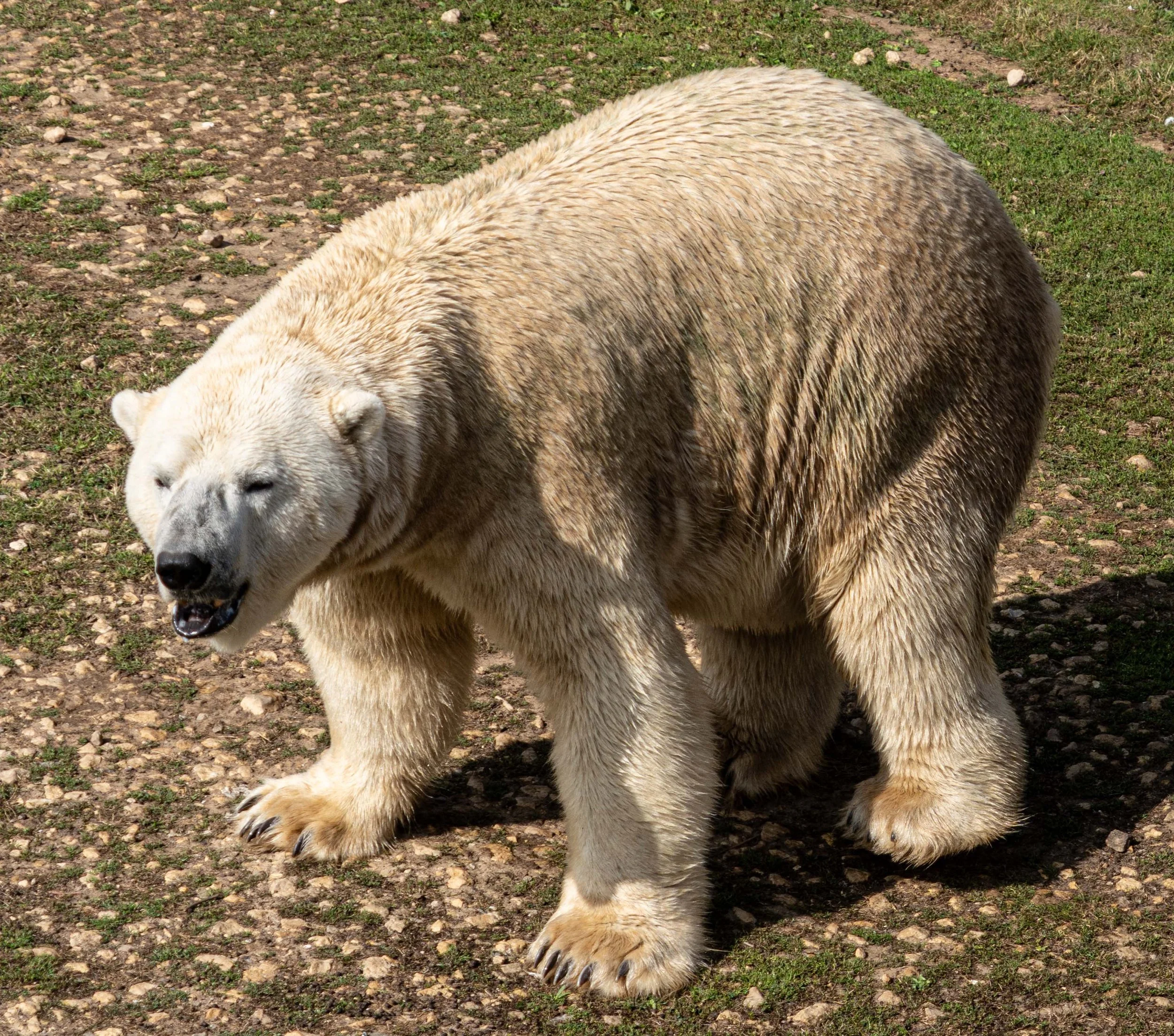 Yorkshire Zoo (6 of 10).jpg