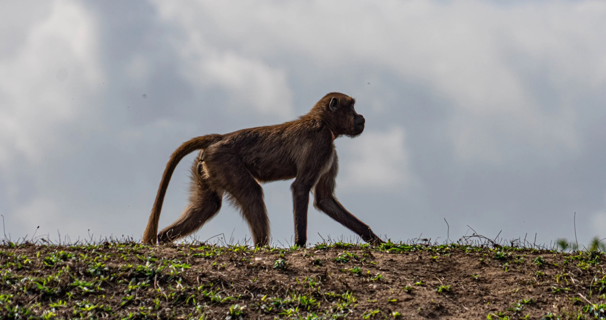 Yorkshire Zoo (5 of 10).jpg