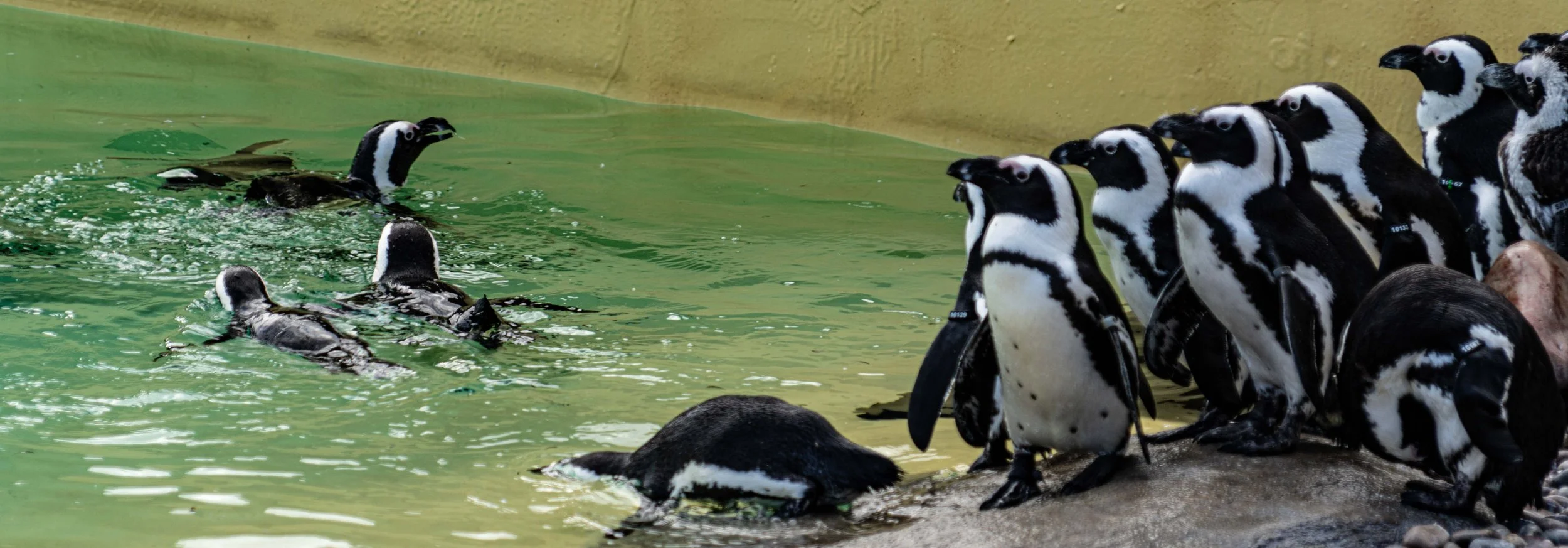 Yorkshire Zoo (1 of 10).jpg
