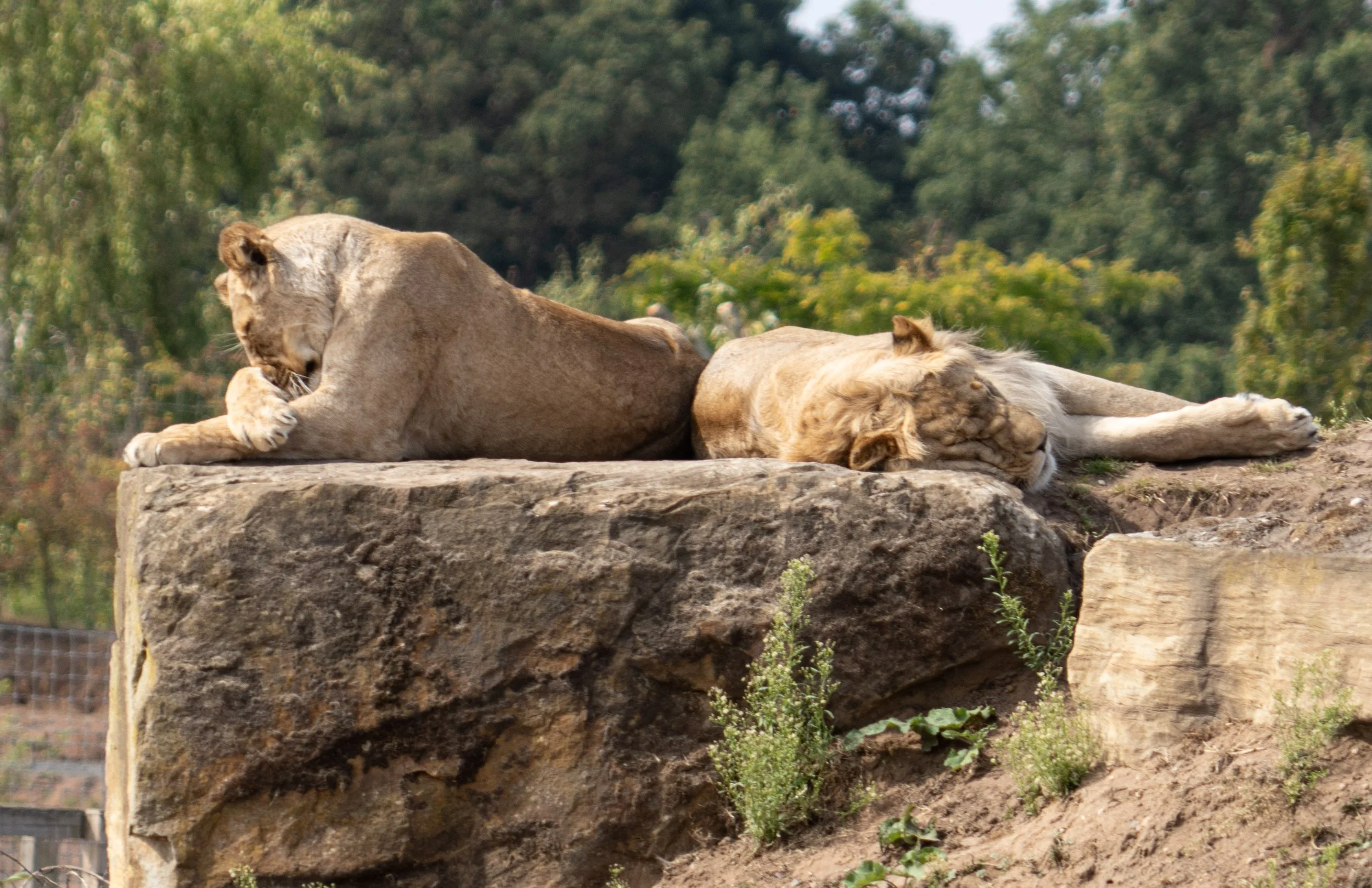Yorkshire Zoo (10 of 10).jpg