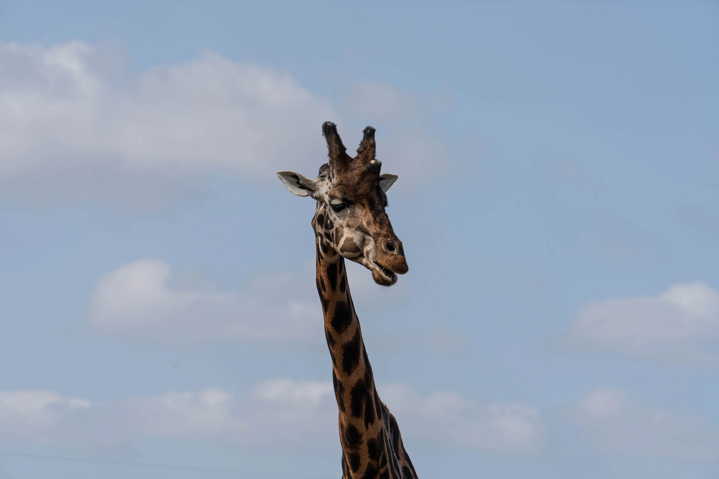 Yorkshire Zoo (9 of 10).jpg