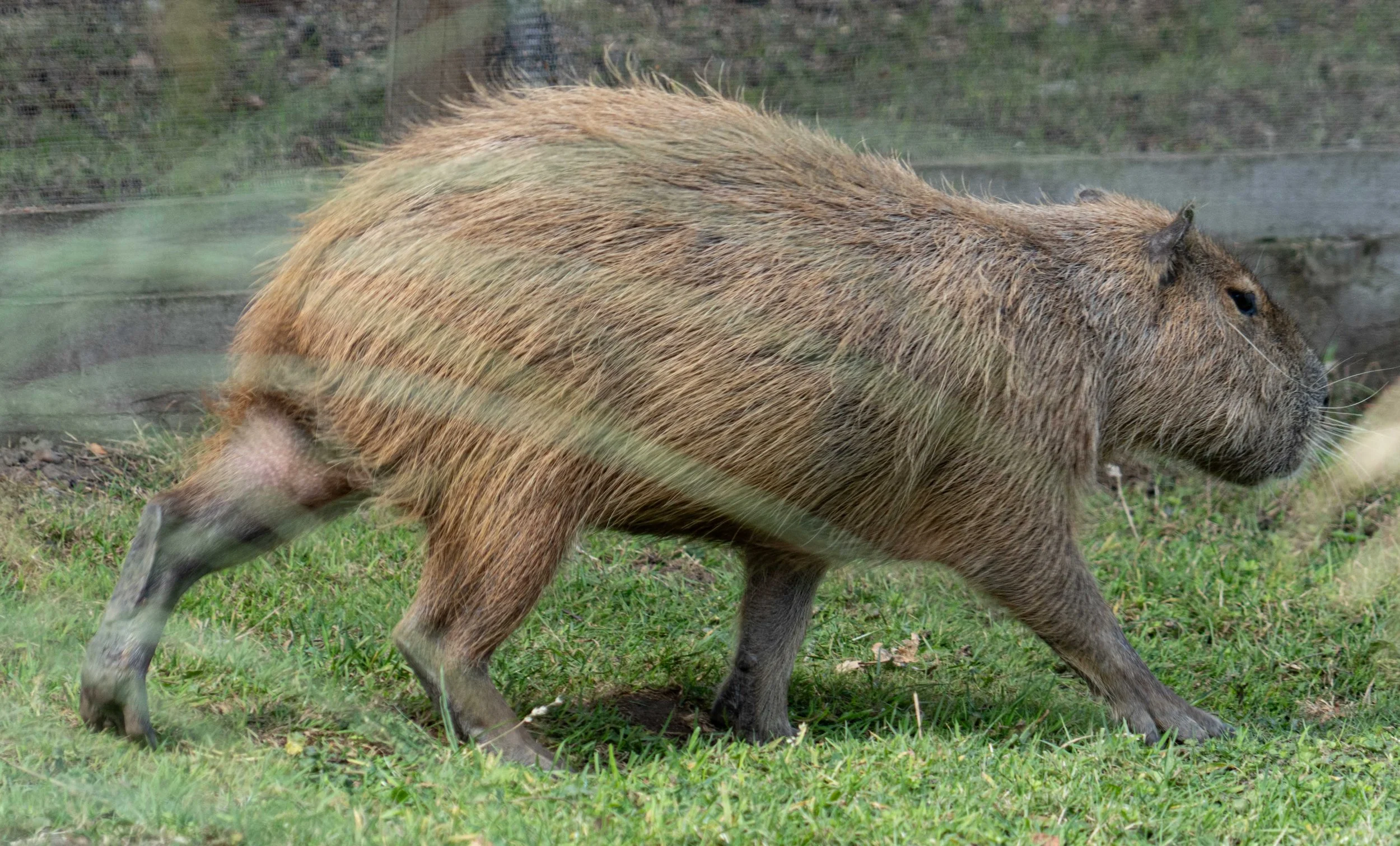 Yorkshire Zoo (7 of 10).jpg