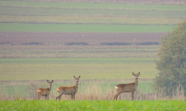 ‘In the countryside survival is the highest principle and in its name, despite feeling a strong tie to the land, a man was capable of thoughtless destruction of the environment, of degrading it step by step, of poaching, cutting down woods and groves.’ Photograph: Barbara Kasprzak