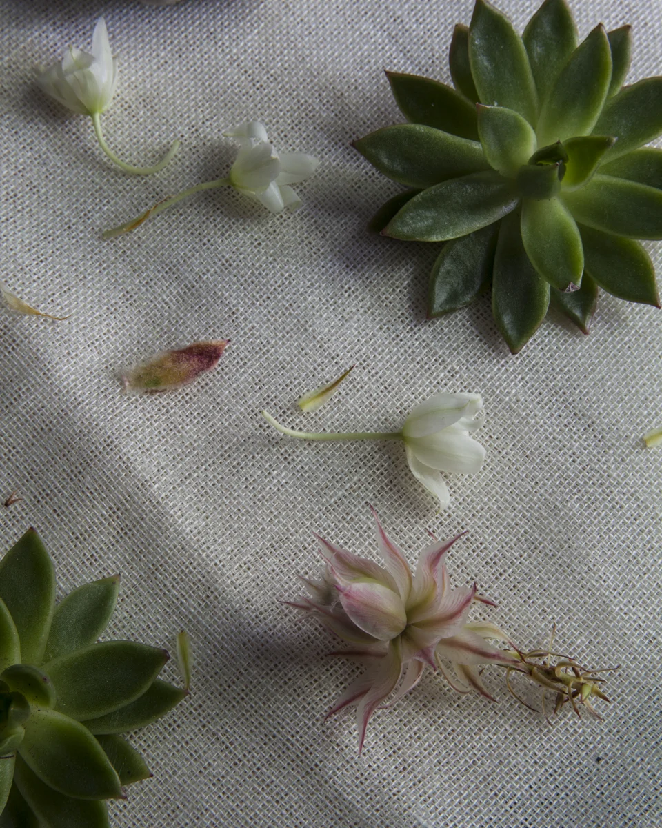 flower-18.jpg