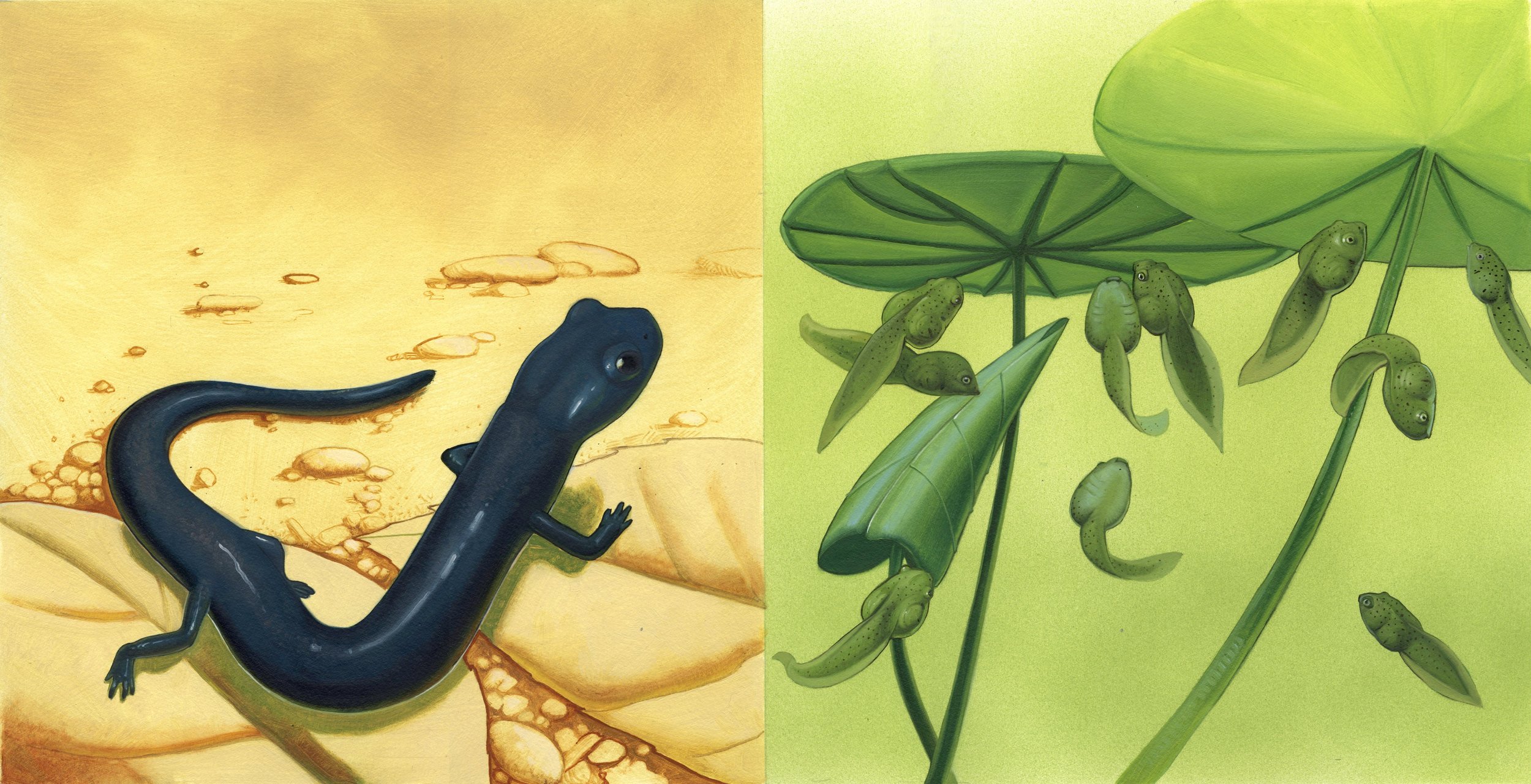 Kest_PWB Amphibspp.6-7 Salamander and Frogs.jpg