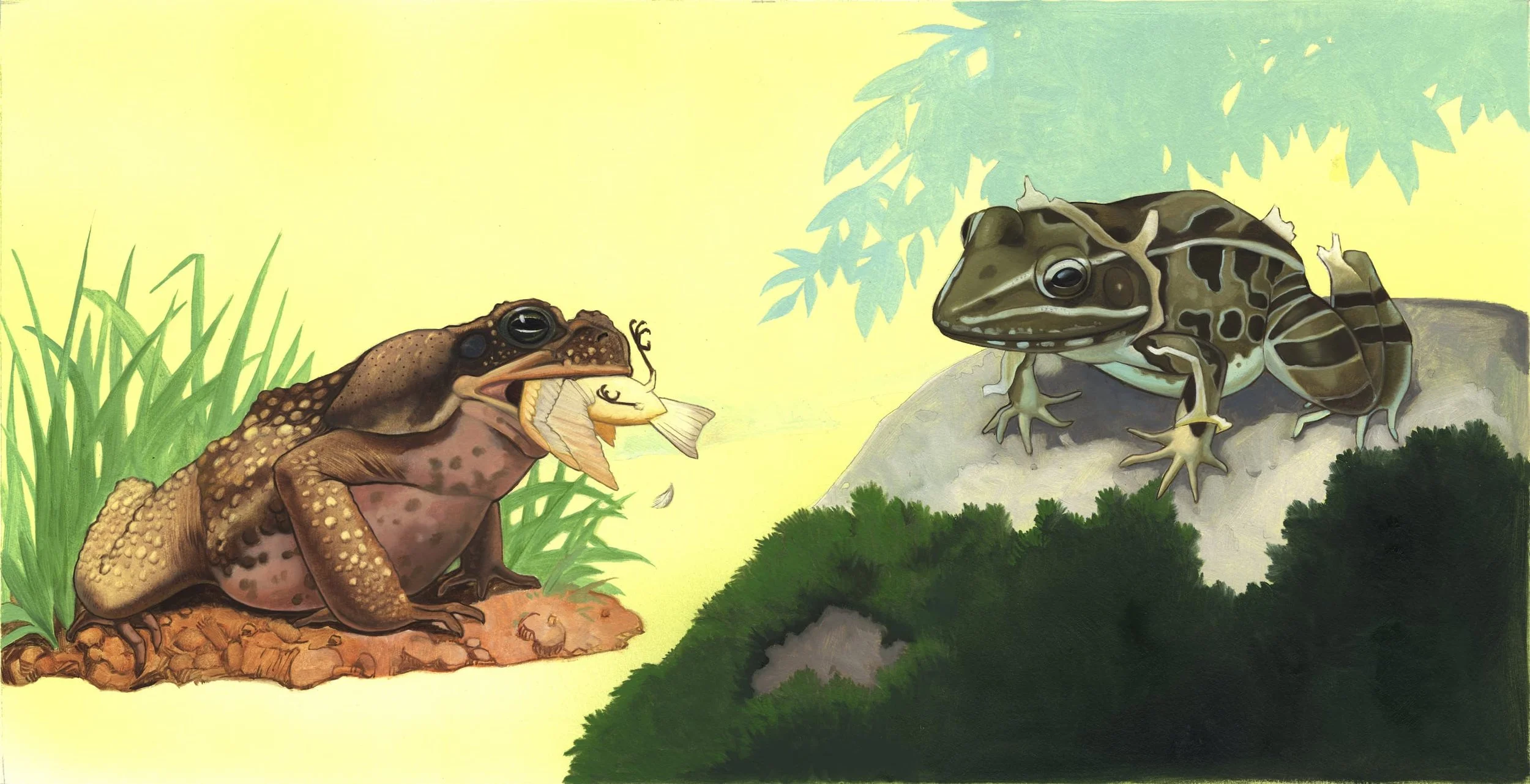 Kest_PWB Amphibspp.16-17Amphibs molting.jpg