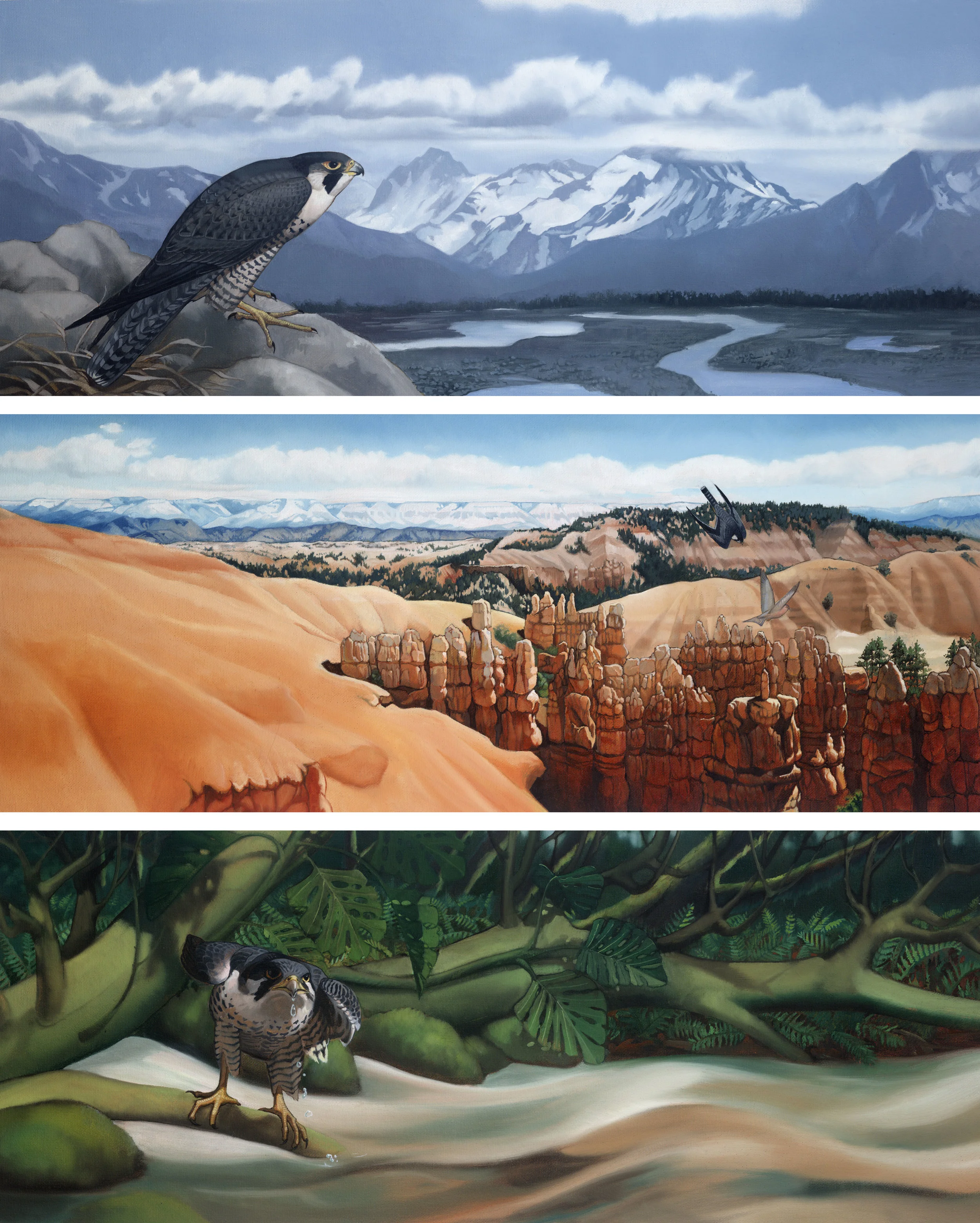 The Peregrine's Journey~ A Story of Migration