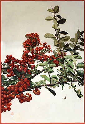 Pyracantha