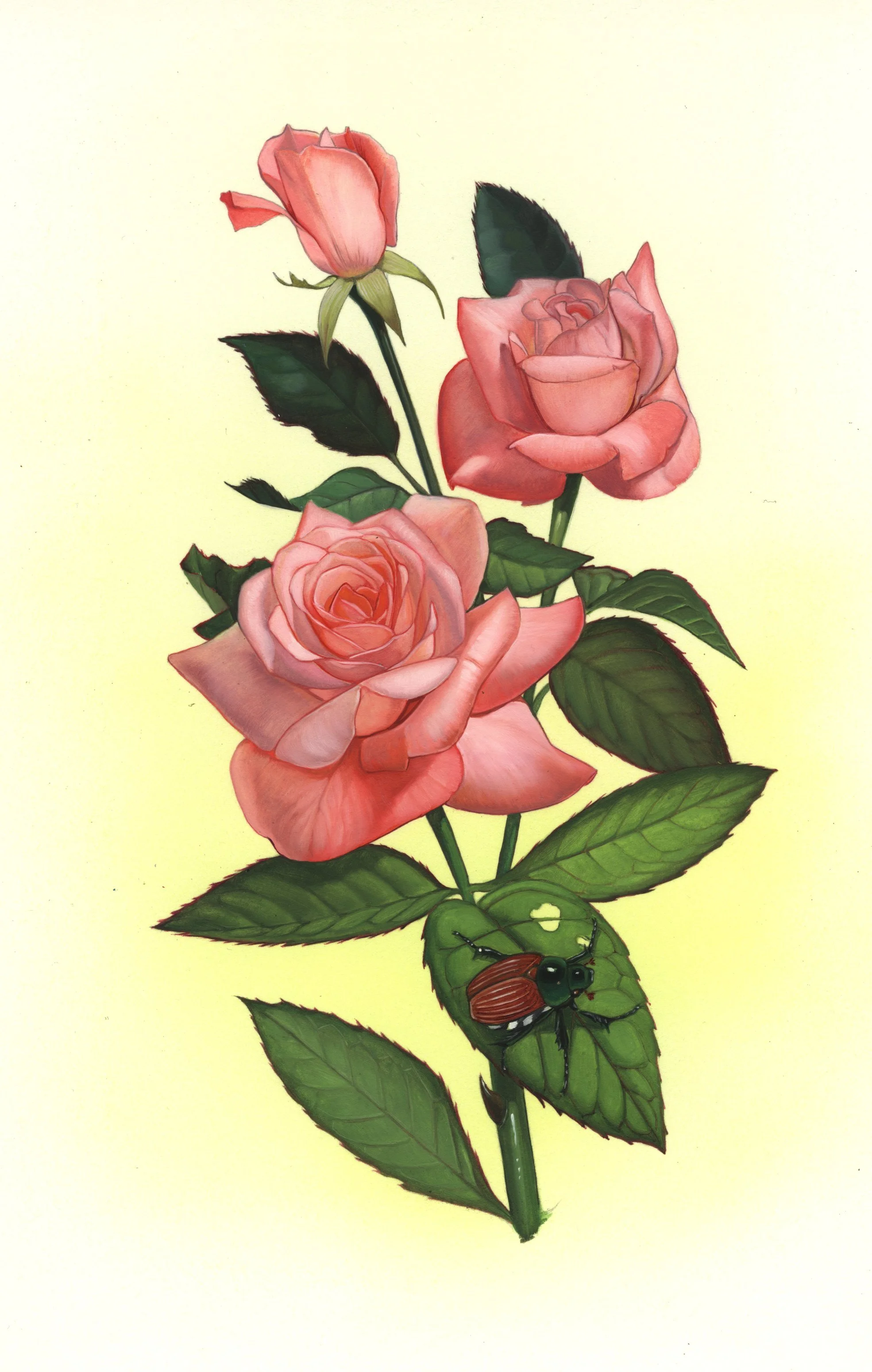 OFARoses June .jpg