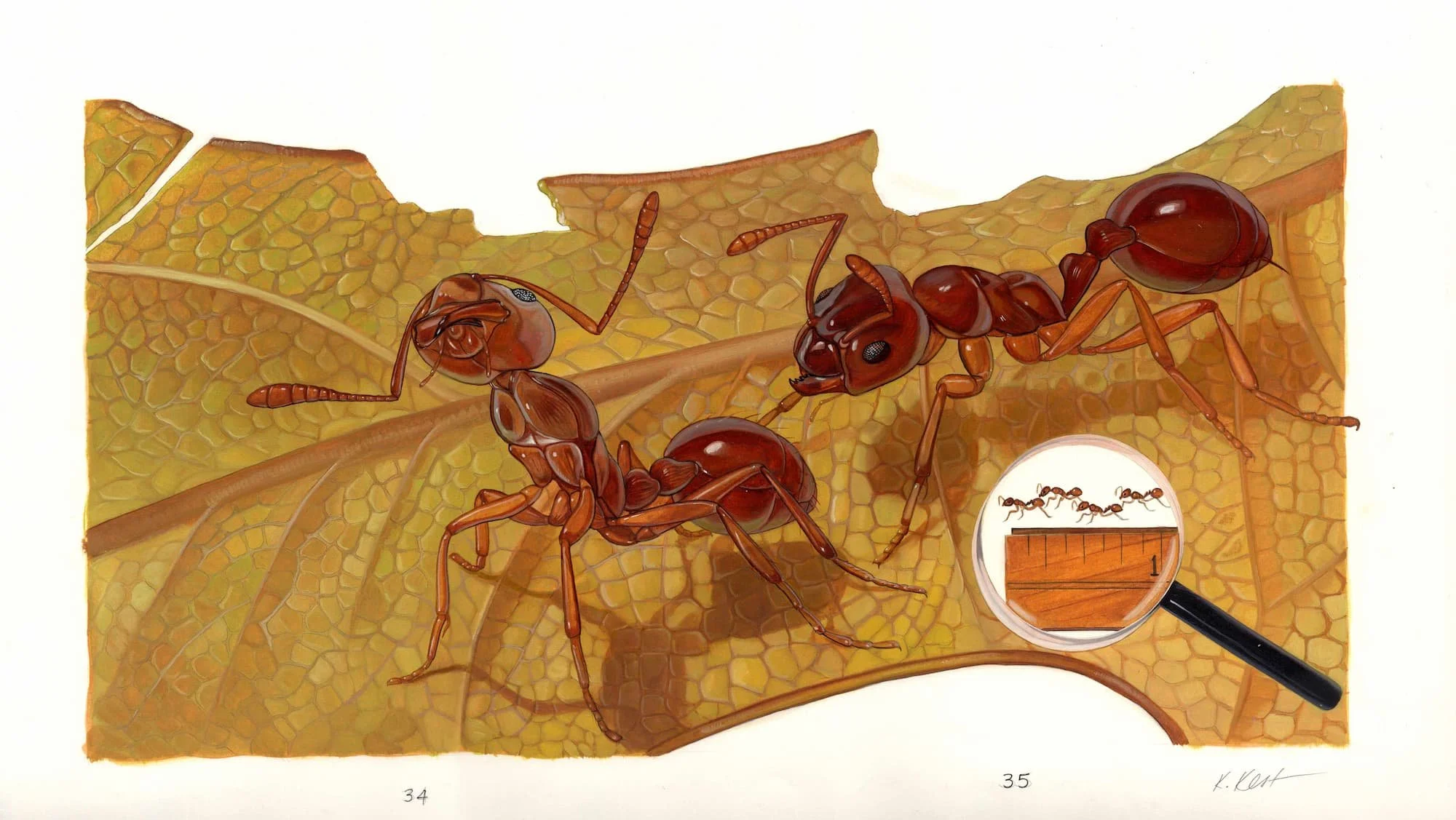 Kest_Bees Wasps and Ants_pp34,35_14 and a half x 21 and a half (2).jpg