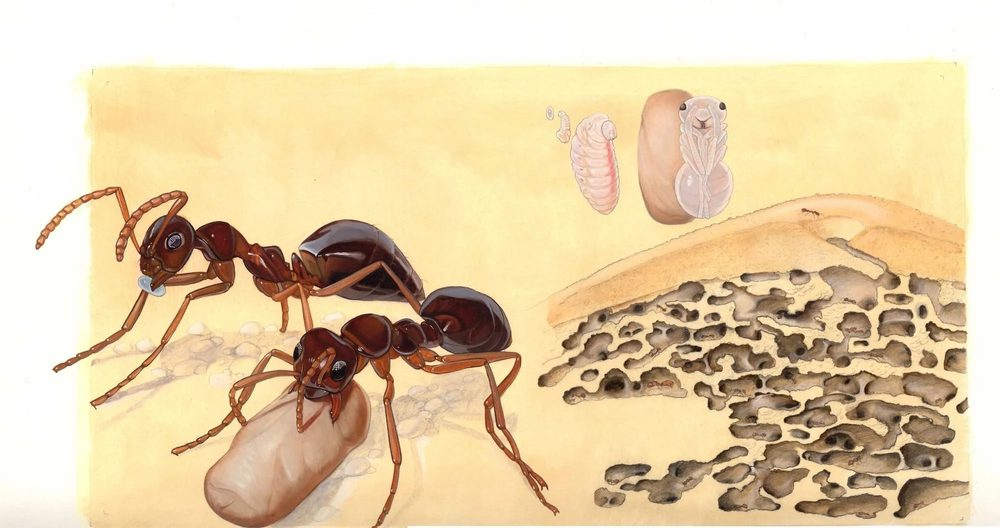 Kest_Bees Wasps and Ants_pp6-7_14 and a half x 21 and a half (2).jpg