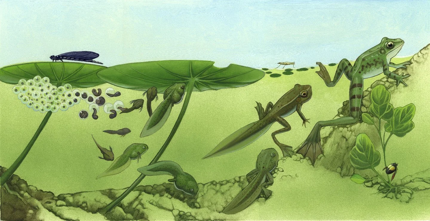 Kest_PWB Amphibspp.12-13 color_web.jpg
