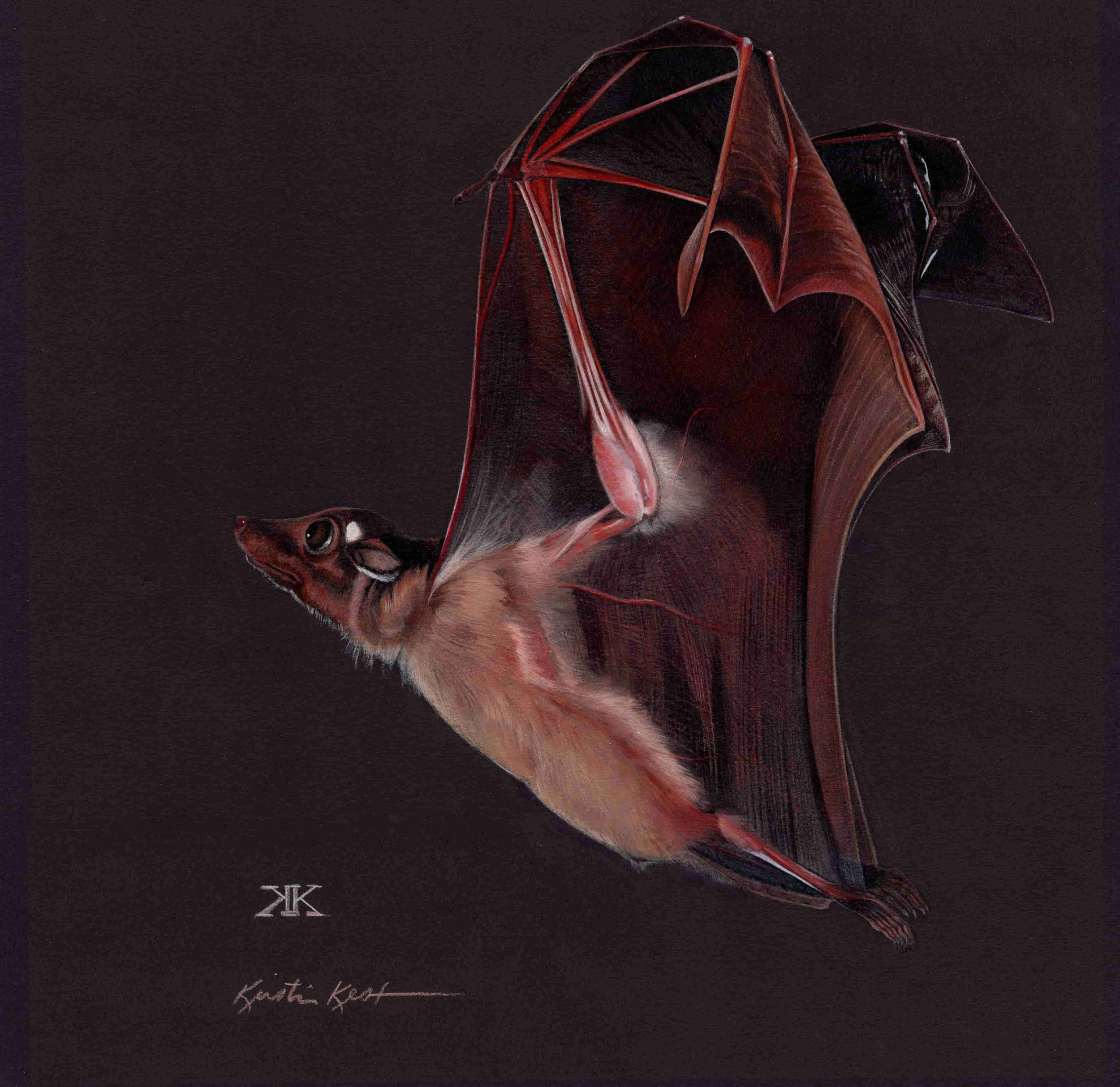 KEST_BATS_sample Fruit bat, apprx 15 x 15 (2).jpg