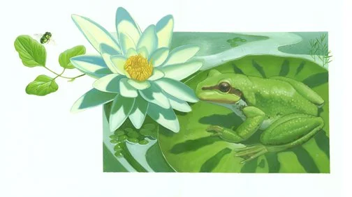 Frog22-2372 e-mail.JPG