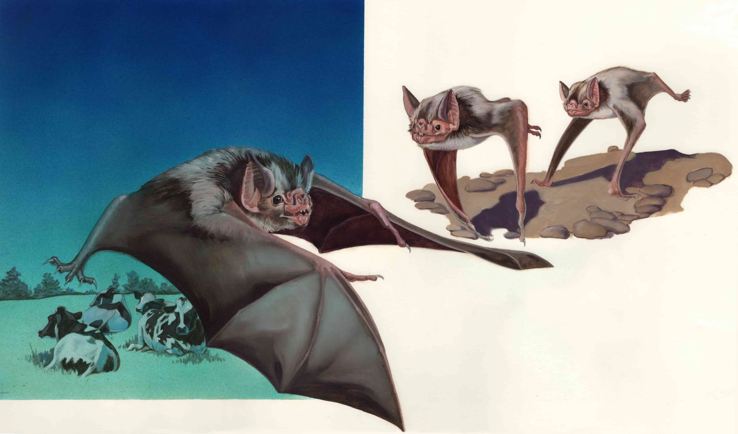 KEST_BATS_p24-25 Vampire (2).jpg